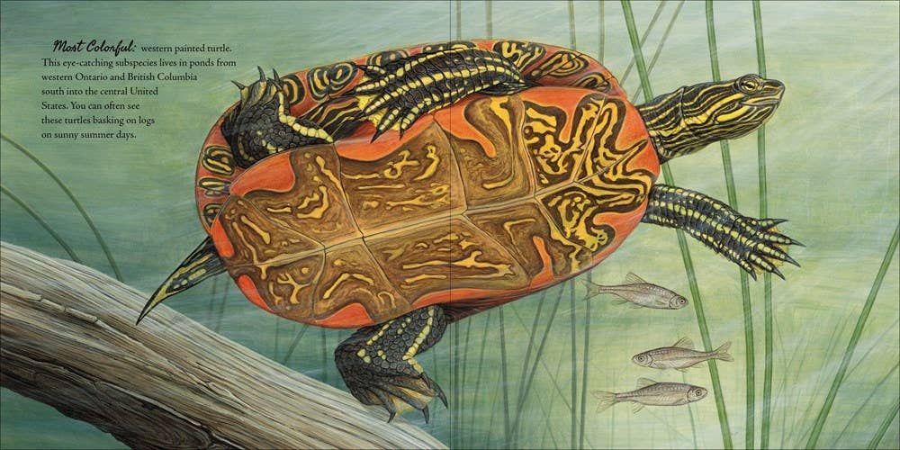 Book of Turtles, The: Sy Montgomery