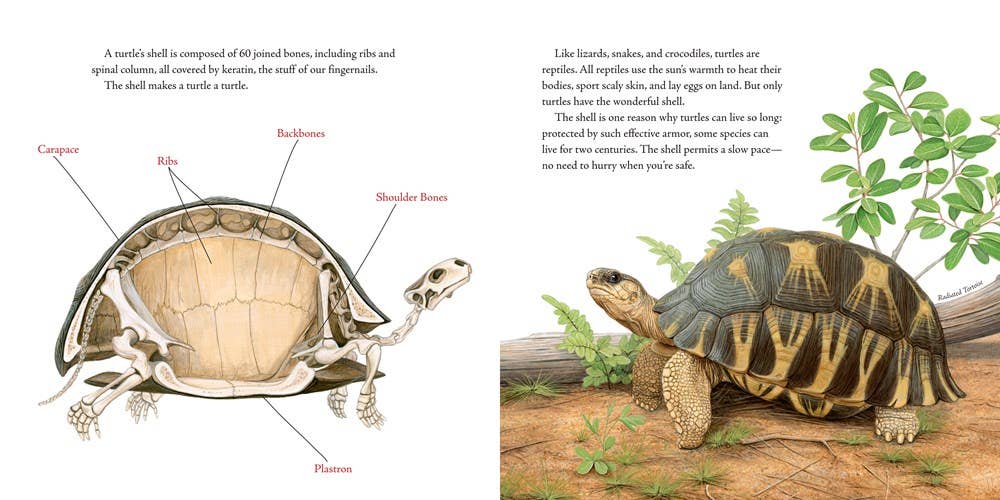 Book of Turtles, The: Sy Montgomery
