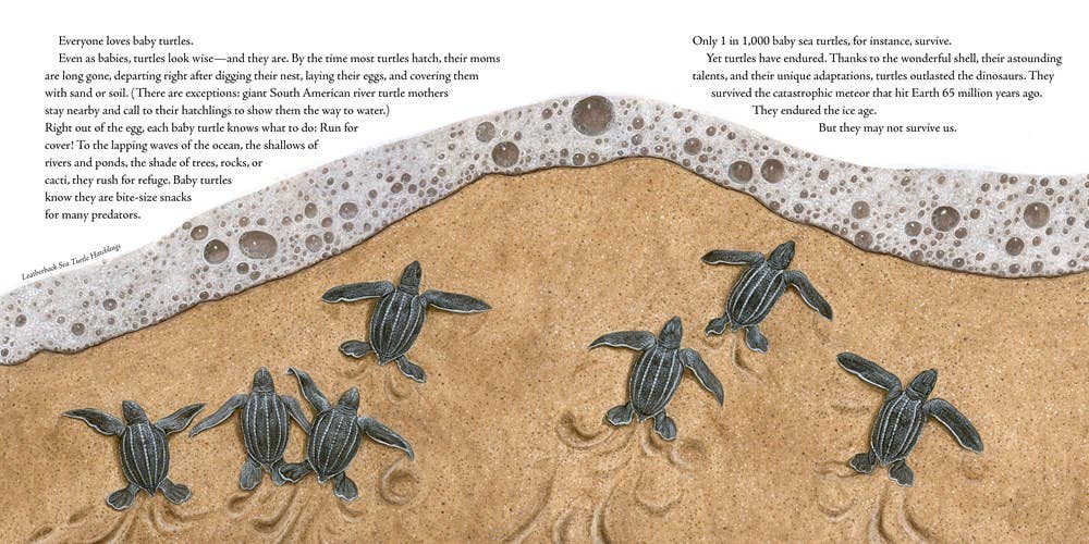 Book of Turtles, The: Sy Montgomery