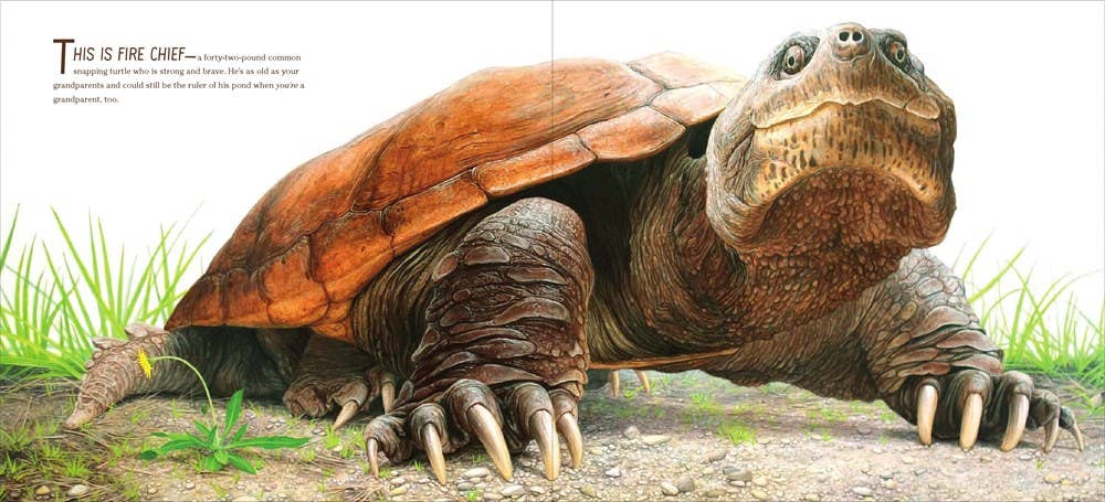 True and Lucky Life of a Turtle, The : Sy Montgomery