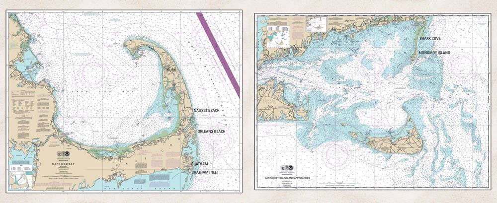 The Great White Shark Scientist : Sy Montgomery