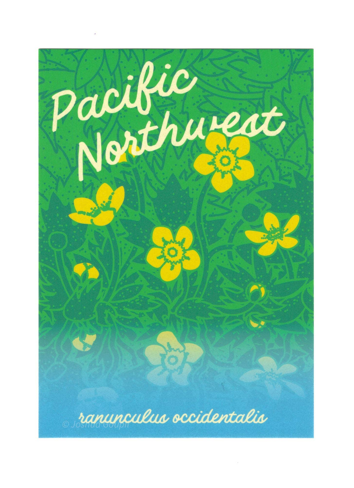 Pacific Northwest Western Buttercup Postcard