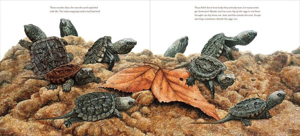 True and Lucky Life of a Turtle, The : Sy Montgomery