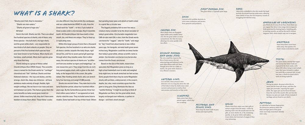 The Great White Shark Scientist : Sy Montgomery