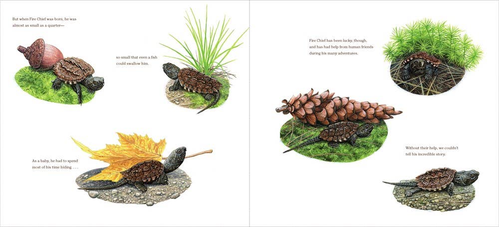 True and Lucky Life of a Turtle, The : Sy Montgomery